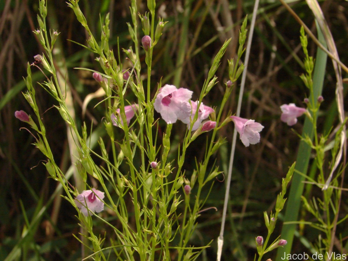 Parasopubia delphiniifolia (L.) H.-P.Hofm. & Eb.Fisch.